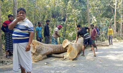 সরকারি গাছ চুরির করে নেওয়ায় সাবেক প্যানেল চেয়ারম্যান আটক