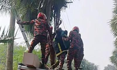 আদমদীঘিতে  তাল গাছে উঠে বিদ্যুৎস্পৃষ্ট হয়ে মৃত্যু