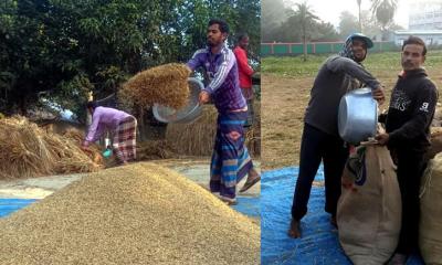 আদমদীঘিতে আমন ধান ফলনে কম হলেও দামে খুশি কৃষক