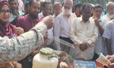 বড়াইগ্রামে ইঁদুরের কারণে বছরে ১৮ কোটি টাকার ফসলের ক্ষতি