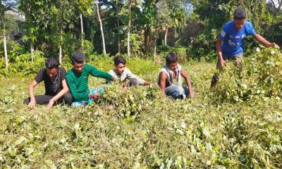 মাসকলাই মাড়াইয়ে ব্যস্ত সময় পার করছেন কৃষকরা