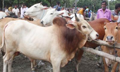 কানায় কানায় পূর্ণ রাজধানীর পশুর হাট, নেই ক্রেতা