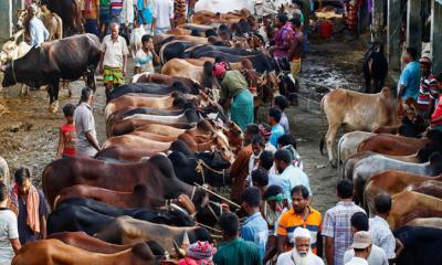 রাজধানীর হাটগুলোয় ছোট ও মাঝারি গরুর চাহিদা বেশি