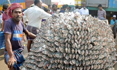 নিষেধাজ্ঞায় বাড়ছে ইলিশের উৎপাদন