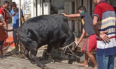 ঈদের দ্বিতীয় দিনেও চলছে পশু কোরবানি