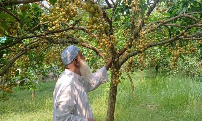 শ্রীপুরে রসালো লটকনের সফল চাষ