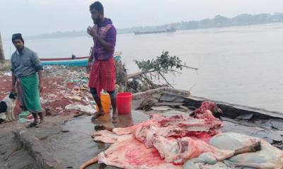 মোরেলগঞ্জে আইন না মেনে গরু জবাই করে মাংস বিক্রি