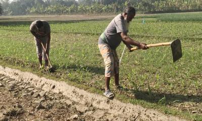 আত্রাইয়ে বৈরী আবহাওয়ায় ও শীতের তীব্রতায় বাড়ছে কৃষকের দুশ্চিন্তা