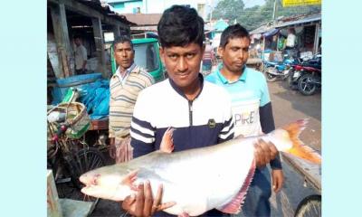 লালপুরে এক পাঙ্গাসের দাম ১১ হাজার ২০০ টাকা 