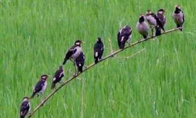 ধনবাড়ীতে ক্ষেতের পোকা দমনে জনপ্রিয় হচ্ছে পার্চিং