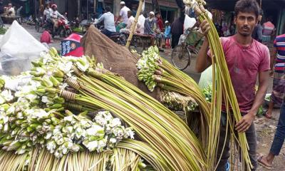 শাপলা ফুল বিক্রি করে সংসার চালান সনাতন বিশ্বাস