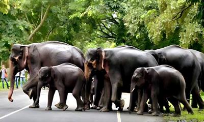 বিয়ে বাড়িতে খাইতে হাতির পাল, পালালেন বর-কনে