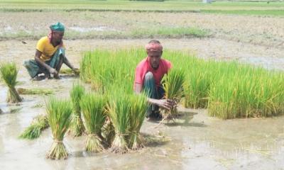 উল্লাপাড়ায় স্বল্প মেয়াদী ধান আবাদ করছেন কৃষকেরা