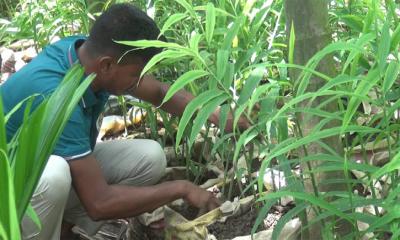 বস্তায় আদা চাষে বাজিমাত স্কুল শিক্ষকের