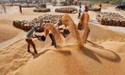 সিঙ্গাপুর থেকে ৫০ হাজার টন গম আমদানি করছে সরকার