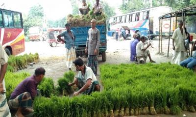 উল্লাপাড়ায় এক পণ রোপা আমন ধানের চারা দাম ৪শ টাকা