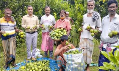 রাণীশংকৈলে মাল্টা ও কমলা চাষের দিকে ঝুঁকছেন চাষিরা