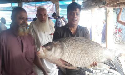 পদ্মায় মিলল ২০ কেজি ওজনের কাতল, ২৩ হাজারে বিক্রি