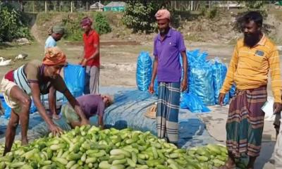 ভাল দাম পেয়ে খিরা ও শসা চাষীদের মুখে হাসি