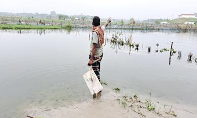 নড়াইলে বর্ষা মৌশুমে কয়েক দফা ভারী বর্ষনে মৎস্য ও কৃষি খাতে ক্ষতি শত কোটি টাকা