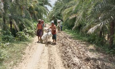 দেড় কিলোমিটার কাঁচা রাস্তা এখন গলার কাটা কোটচাঁদপুরের দশ গ্রামের মানুষের