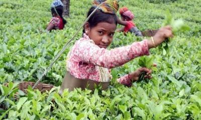 মৌলিক অধিকার থেকে বঞ্চিত চা শ্রমিক সন্তানরা