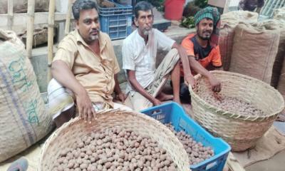 উল্লাপাড়ায় হাটে কেনাবেচায় বীজ আলু, বেশী চাহিদা রোমানা