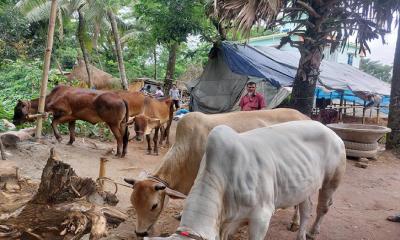 ফেনীতে ব্যবসায়ীকে কুপিয়ে গরু লুট