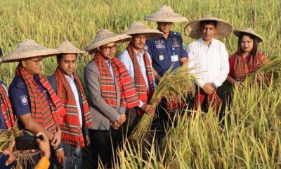 বড়াইগ্রামে রোপা আমন ধান কর্তনের উদ্বোধন