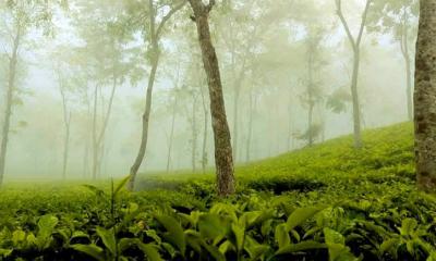 শীতে ঘুরে আসুন চায়ের রাজ্যে