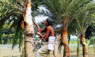 খেজুরের রস আহরণের জন্য গাছ প্রস্তুত করতে ব্যস্ত গাছিরা