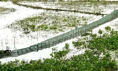 আত্রাইয়ে নিষিদ্ধ চায়না জালের অবাধ ব্যবহার: হুমকির  মুখে মৎস্যসম্পদ