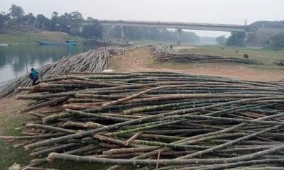 স্থানীয় চাহিদা মিটিয়ে বিভিন্ন জেলায় যাচ্ছে শ্রীপুরের বাঁশ