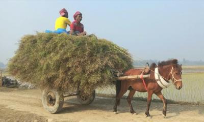 উল্লাপাড়ায় আদি বাহন ঘোড়াগাড়ী