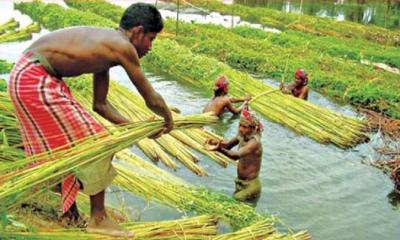 পাটের উৎপাদন বাড়াতে সাড়ে সাত কোটি টাকার প্রণোদনা