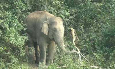 হালুয়াঘাটে হাতির পায়ে পিষ্ট হয়ে প্রাণ গেল কৃষকের