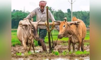 হারিয়ে যাচ্ছে গরু দিয়ে হালচাষের গ্রামবাংলার চিরচেনা দৃশ্য