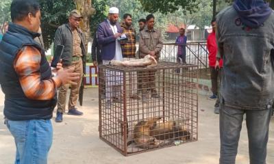 দিনাজপুরের স্বপ্নপুরী পার্কে বন বিভাগের অভিযান: অবৈধভাবে আটক ৭৪টি বন্যপ্রাণী উদ্ধার