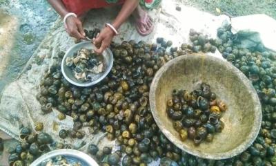 কুড়ানো শামুকে কর্মসংস্থানের হয়েছে কয়েক হাজার নারী-পুরুষের