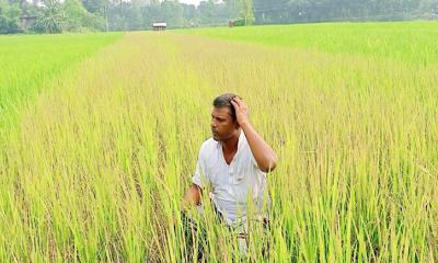 বিষ দিয়ে পুড়িয়ে দেয়া হল কৃষকের জমির ধান