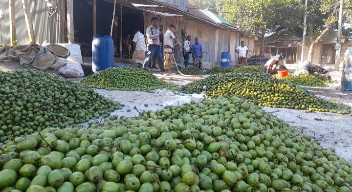 সিরাজগঞ্জে জমজমাট মৌসুমি ফল জলপাইয়ের হাট