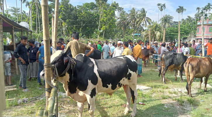 উজিরপুরে গরু আছে, ক্রেতা নাই