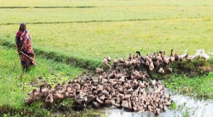 উল্লাপাড়ায় হাঁস নিয়ে বিপাকে খামারীরা