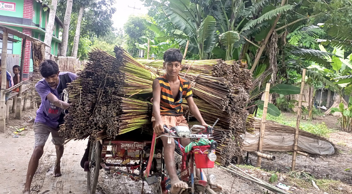 সোনালী আঁশ সংগ্রহে ব্যস্ত পাট চাষীরা