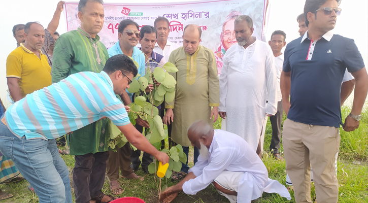 প্রধানমন্ত্রীর জন্মদিন উপলক্ষে দেওয়ান সাইদুরের বৃক্ষরোপন