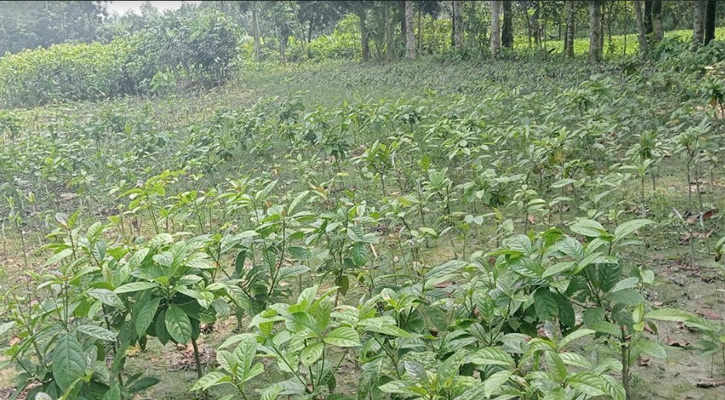 নার্সারির বিভিন্ন প্রজাতির গাছ নষ্ট করল দৃবৃর্ত্তরা