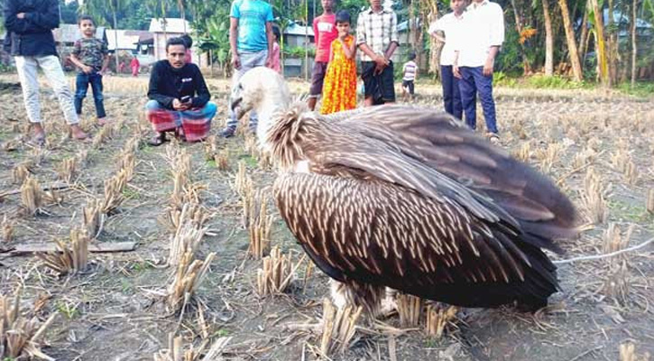 হাতীবান্ধায় ধরা পড়লো বিলুপ্তপ্রায় হিমালয়ান শকুন