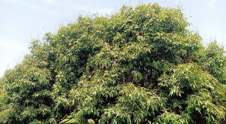 খরতাপে লিচুর গুটি নষ্ট ক্ষতির শঙ্কায় কৃষক