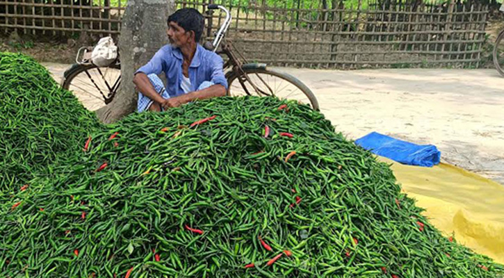 বাজারে বেড়েই চলেছে কাঁচামরিচের ঝাজ