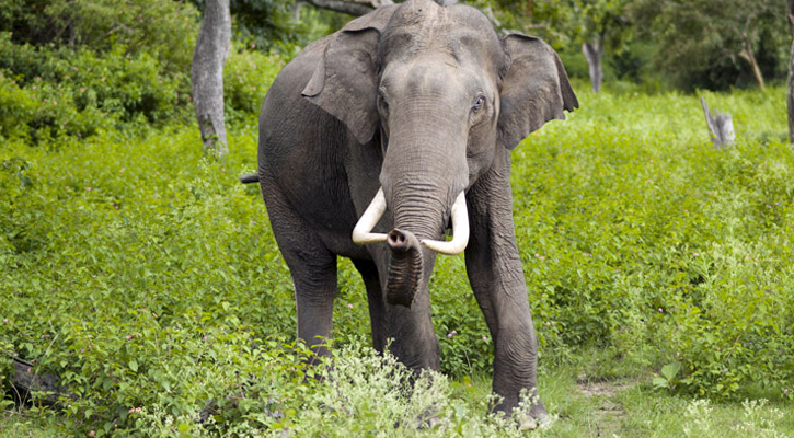 চট্টগ্রামে হাতির আক্রমণ শিকার , চার কৃষক